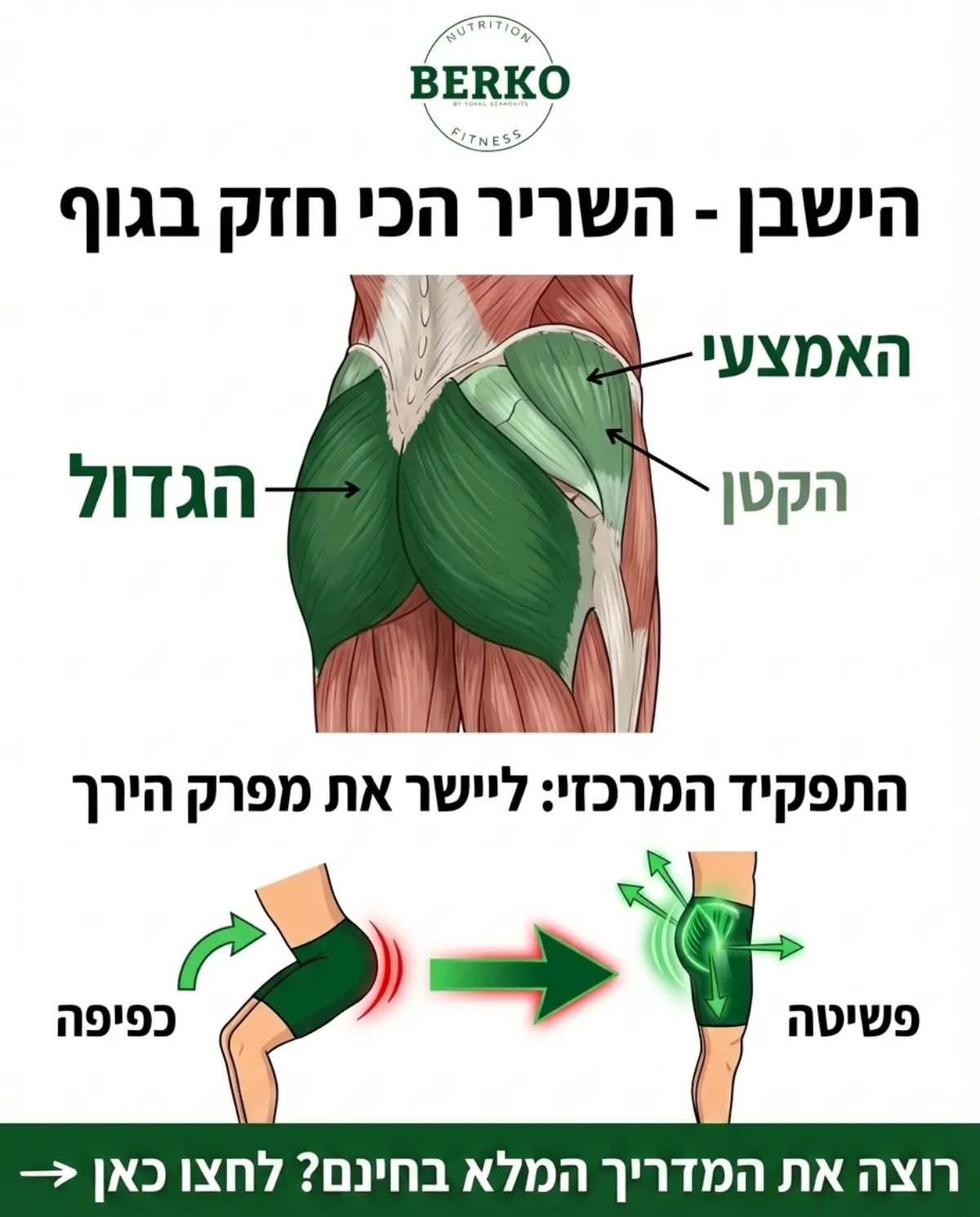 אנטומיה של שריר הישבן